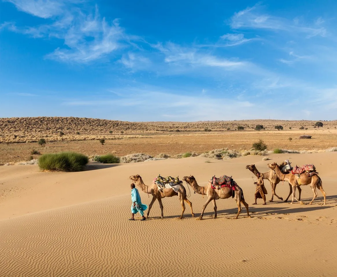 Camel safari across the Thar Desert near Sunrise Desert Resort Jaisalmer