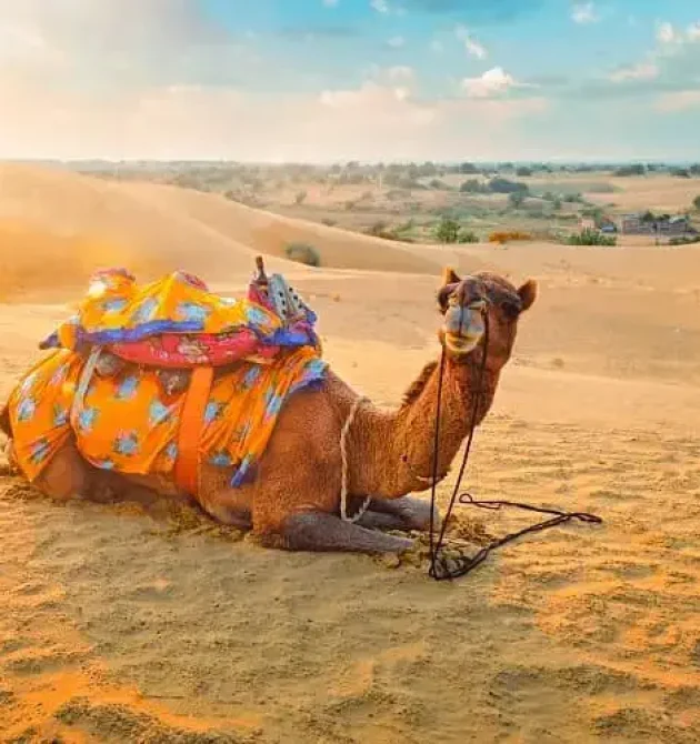 camel-safari-jaisalmer-rj